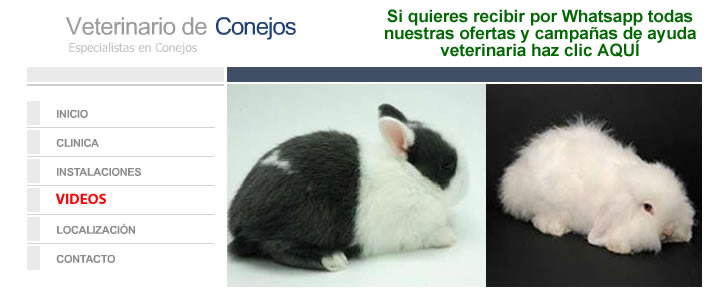 Veterinario Conejos